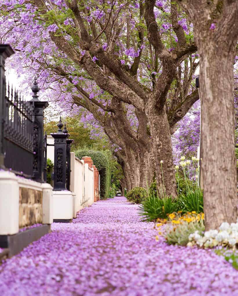 Jacaranda Mist CarMatsCulture mats in a jacaranda lifestyle setting