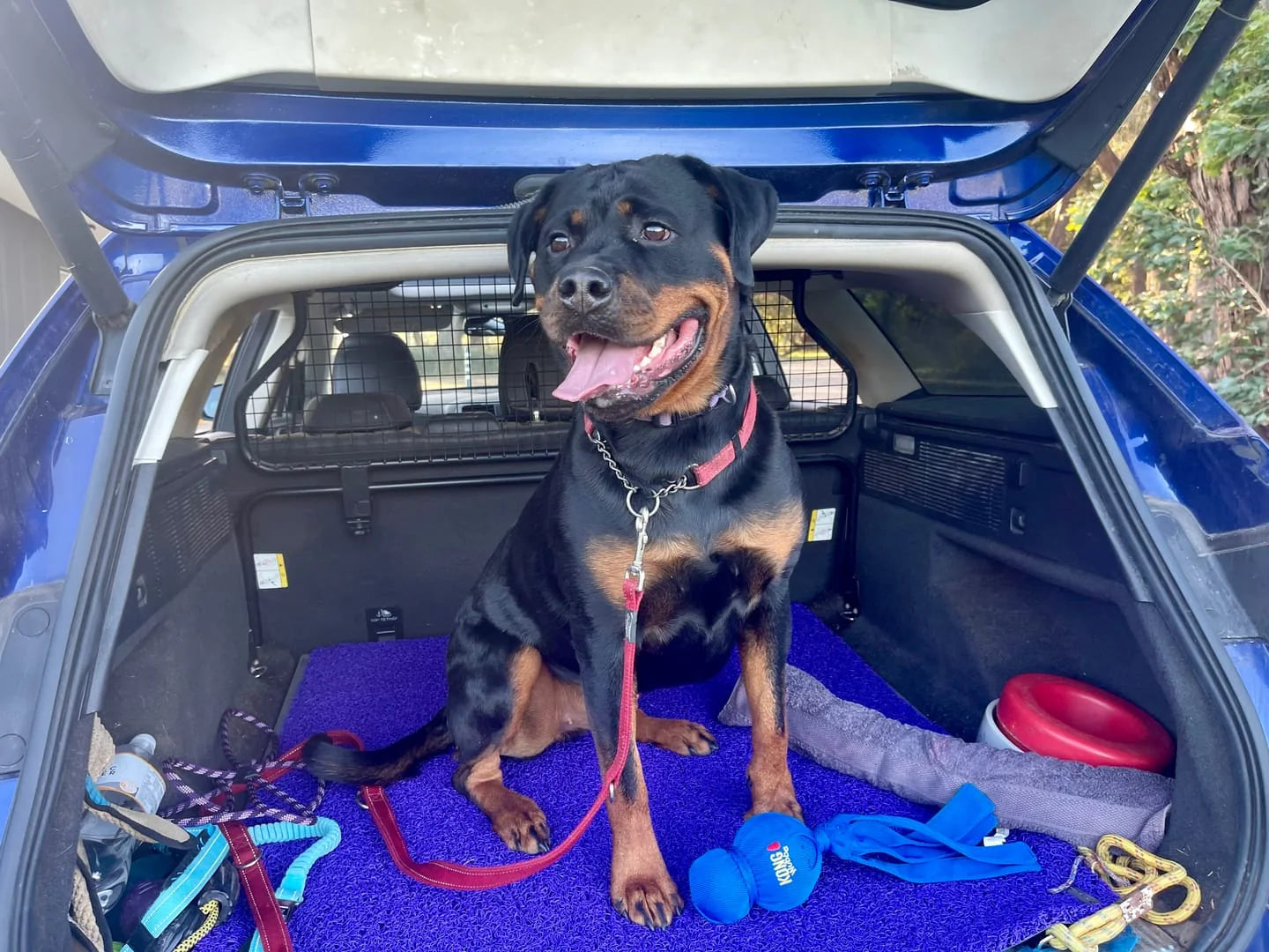 Full coverage car mats protecting a vehicle used by dog owners